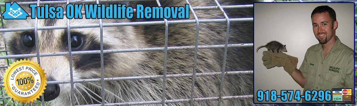 Tulsa Wildlife and Animal Removal
